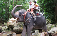 слоны Koh Samui